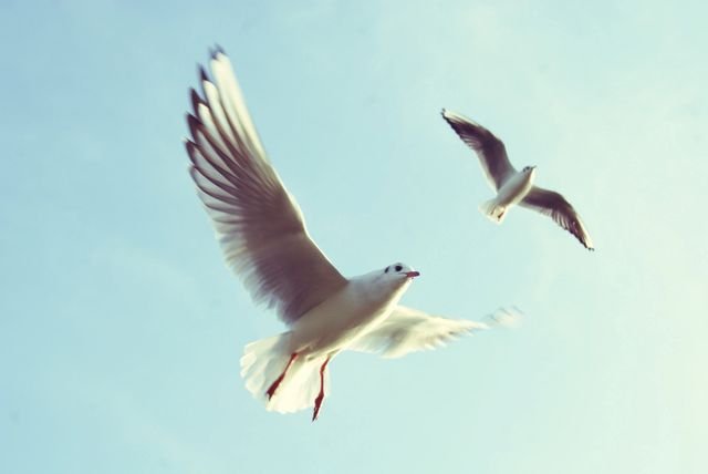 therapist gulls image for aesthetics
